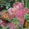 Asclepias - Incarnata (Butterfly Weed) Seeds - Image 2