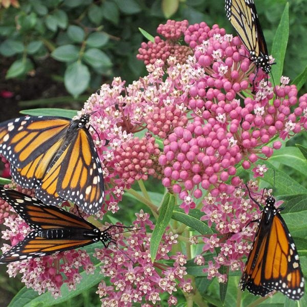 Asclepias - Incarnata (Butterfly Weed) - tall 2 litre pot