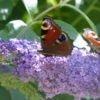 Buddleia Davidii 'Pink Delight' (Butterfly Bush) - Image 3