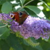 Buddleia Davidii 'Pink Delight' (Butterfly Bush) - Image 4