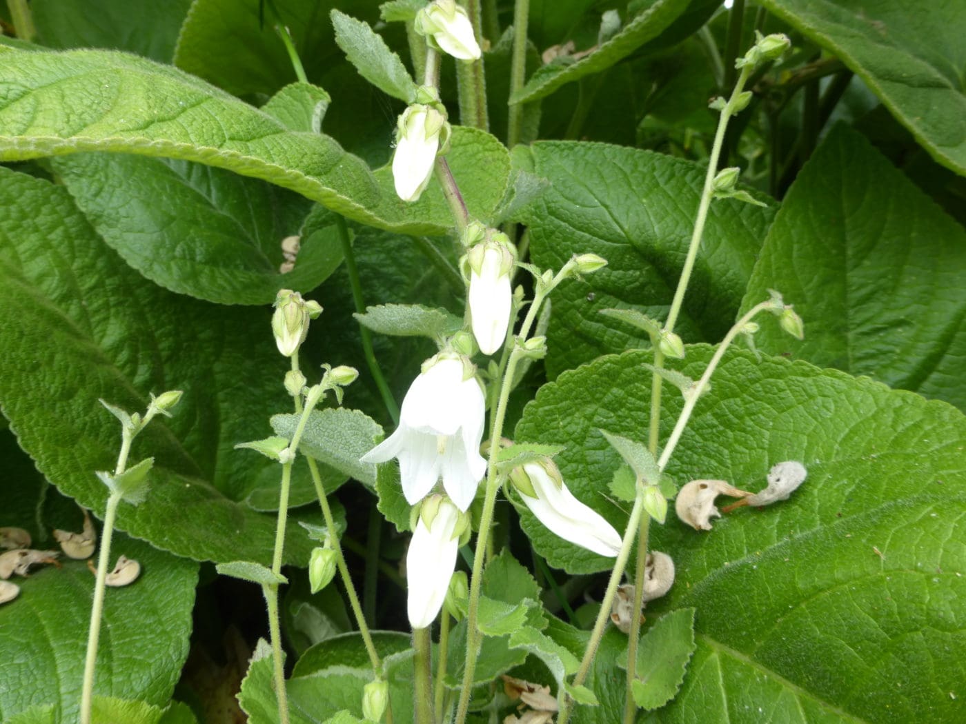 Campanula Aliarifolia - highly unusual! - 2 litre pot - Image 4