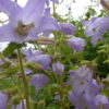 Campanula - Latifolia  - 2 litre pot