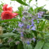 Calamintha Nepeta Big Blue Cloud - Catmint - 2 litre pot - Image 5