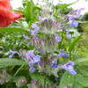 Calamintha Nepeta Big Blue Cloud - Catmint - 2 litre pot - Image 4