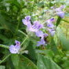 Calamintha Nepeta Big Blue Cloud - Catmint - 2 litre pot - Image 6