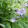Calamintha Nepeta Big Blue Cloud - Catmint - 2 litre pot - Image 3