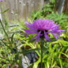 Centaurea Nigra (Black Knapweed) 2 litre pot - Image 5