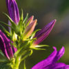 Campanula - Latifolia Seeds