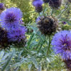 Cardoon (Cynara Cardunculus) - 2 litre pot (but not for long) - Image 5