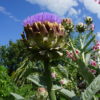Cardoon (Cynara Cardunculus) - 2 litre pot (but not for long) - Image 4