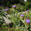 Cardoon (Cynara Cardunculus) Seeds