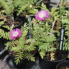 Centaurea - Dealbata (Cornflower) - 2 litre pot