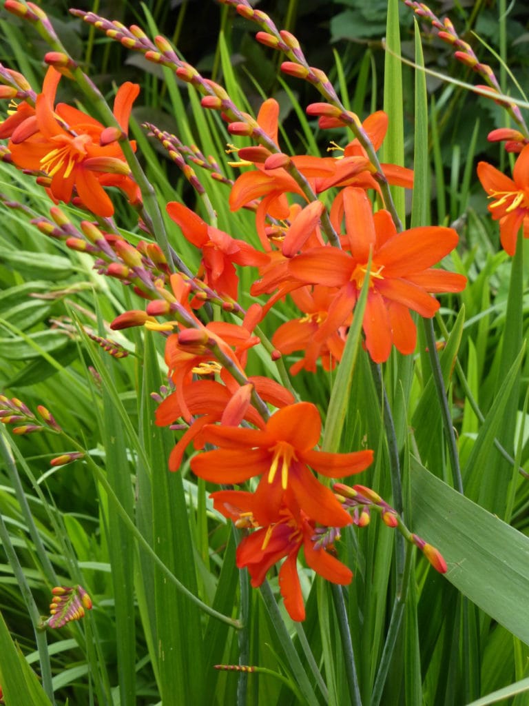 Crocosmia 'Burnt Orange' 3 litres Enchanted Gardens Kent