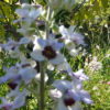 Delphinium requienii (Larkspur) 2 litre pot - Image 6