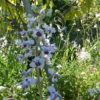 Delphinium requienii (Larkspur) 2 litre pot - Image 5