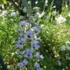Delphinium requienii (Larkspur) 2 litre pot - Image 4