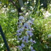 Delphinium requienii (Larkspur) 2 litre pot - Image 3