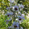 Delphinium requienii (Larkspur) 2 litre pot