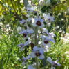 Delphinium requienii (Larkspur) 2 litre pot - Image 2