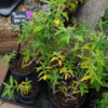 Buddleia Davidii 'Pink Delight' (Butterfly Bush) - Image 2