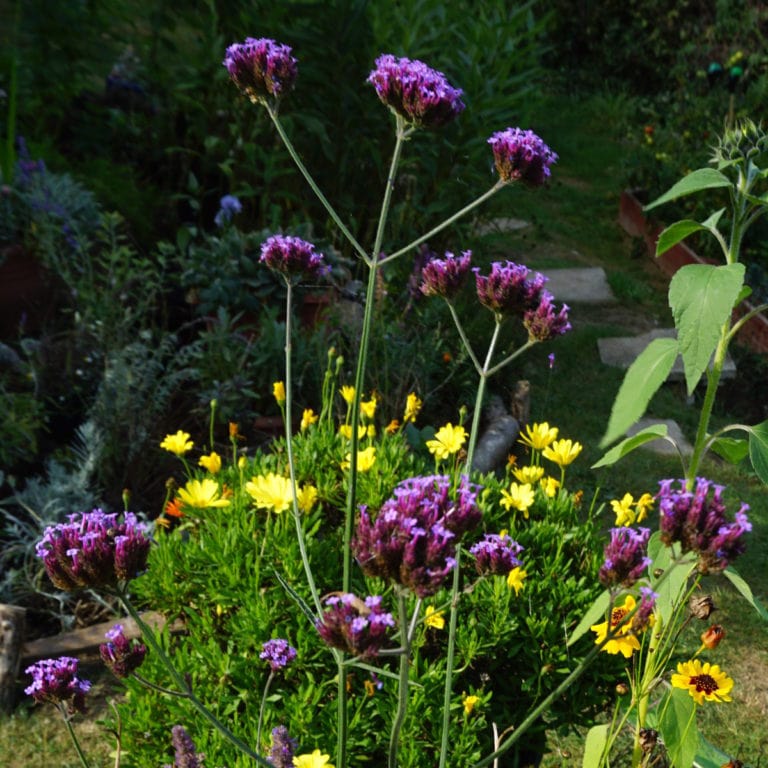 Verbena Bonariensis 2 litre pot Enchanted Gardens Kent
