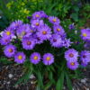 Aster - Alpina - 2 litre pot