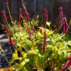 Persicaria - Amplexicaulis Golden Arrow - 2 litre pot - Image 2