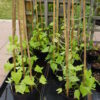 Morning Glory - climber - 4 litre pot - Image 2