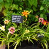 Hemerocallis - Day Lily - Mixed Colours 2 litre tall pot