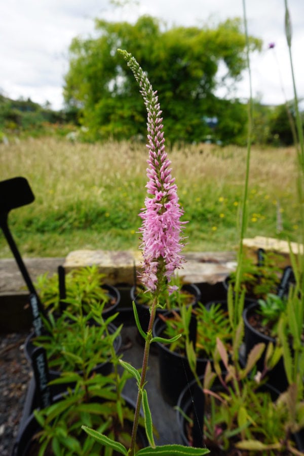 Veronica (Speedwell) Pink/Rose Tones  2 litre pot - Image 2