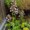 Acanthus - Hungaricus - Image 2