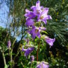 Campanula - Latifolia  - 2 litre pot - Image 2