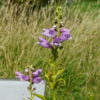 Physostegia - Pink Rose Crown -2 litre pot - Image 2