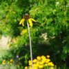 Echinacea Paradoxa - Prairie Cone FLower - 2 litre pot - Image 2
