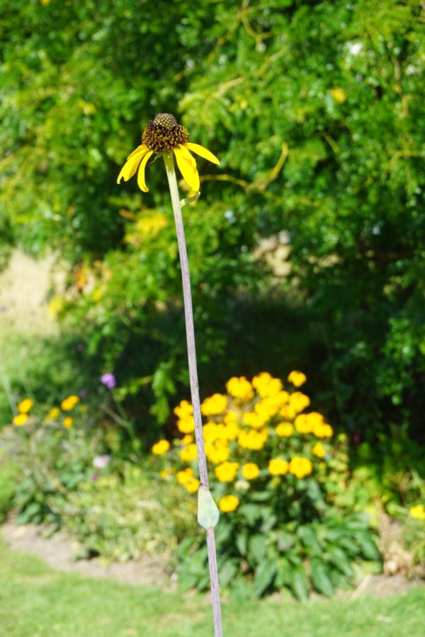 Echinacea Paradoxa - Prairie Cone FLower - 2 litre pot - Image 2