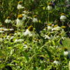 Echinacea White Swan - Prairie Cone Flower 2 litre pot - Image 2