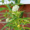 Asclepias - Incarnata (Butterfly Weed) Seeds