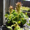 Acanthus - Hungaricus