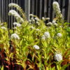 Lysimachia - Cletheroides (Gooseneck Loosestrife) Seeds