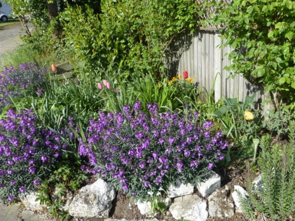 Erysimum Wallflower 'Bowles's Mauve' 2 litre  pot