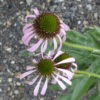 Echinacea - Pallida Seeds