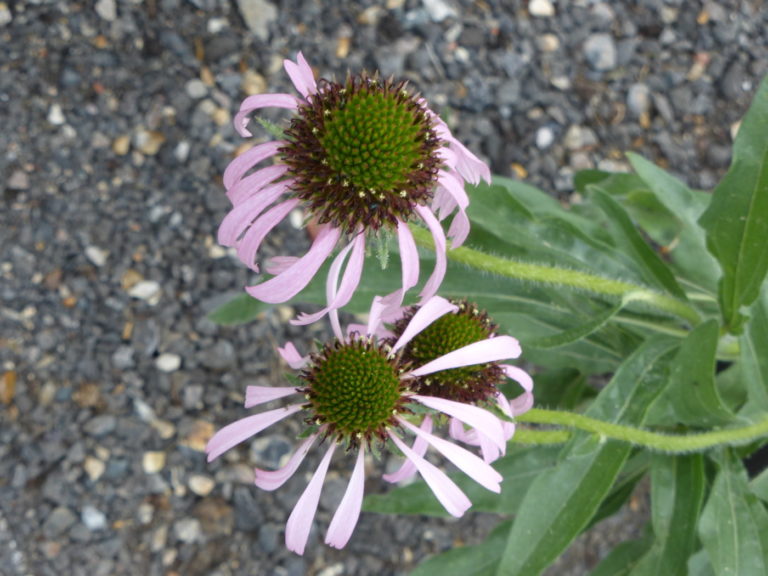 Echinacea Pallida Seeds Enchanted Gardens Kent