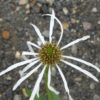 Echinacea - Pallida - Prairie cone flower - 2 litre pot - Image 4