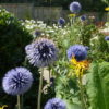 Echinops - Ritro Small Blue Seeds