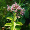 Eupatorium Cannabinum - Hemp-agrimony - 2 litre pot - Image 4