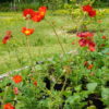 Geum -Mrs Bradshaw - 2 litre pot - Image 3