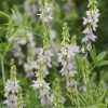Goats Rue (Galega Officinallis or French Lilac) 5 litre pot - Image 2