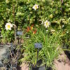 Hemerocallis - Day Lily - Mixed Colours 2 litre tall pot - Image 4
