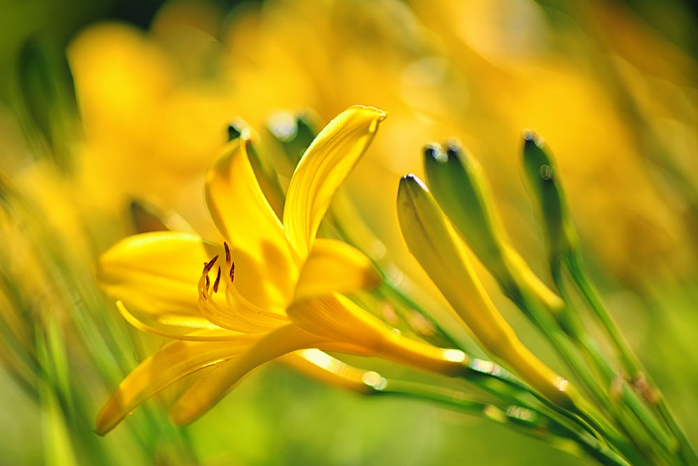 Hemerocallis - Golden Chimes (Day Lily) (tall 2 litres) - Enchanted ...