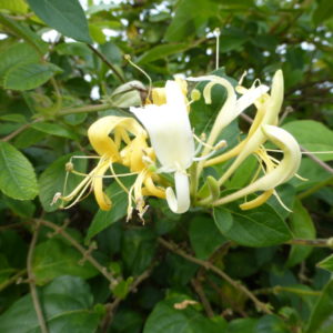 Honeysuckle (Lonicera Halls Prolific or Halliana) - 5 litre pot